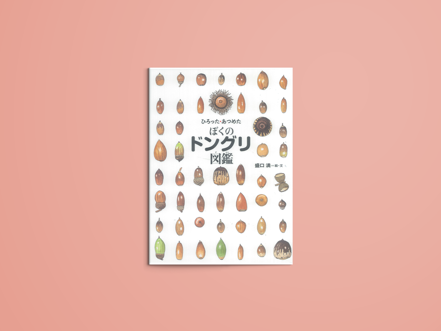 ひろった・あつめた ぼくのドングリ図鑑 – niiiwa